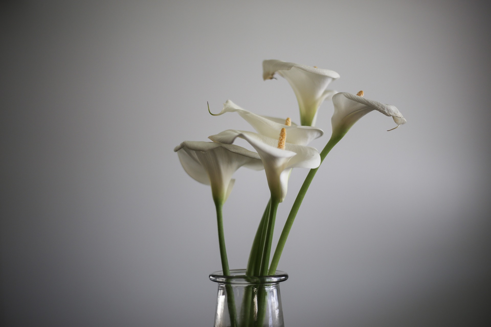 calla-lily