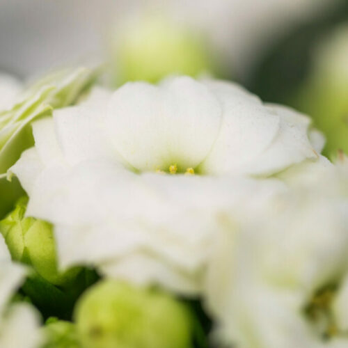 Priority Cremation Package Add-ons