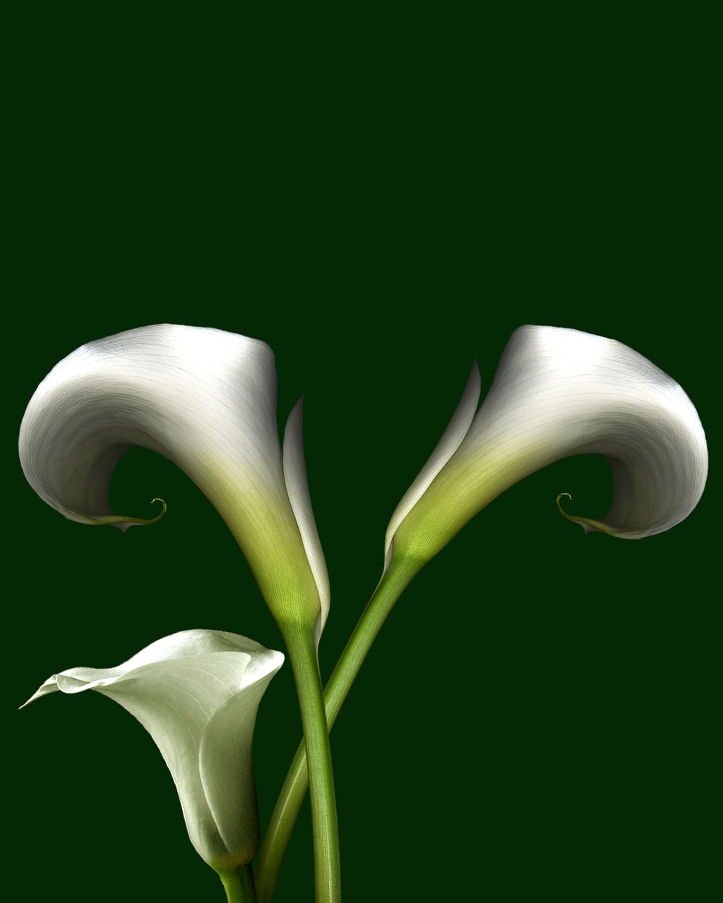 calla lily